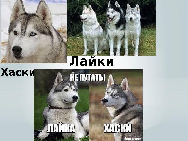 Хаски Лайки 