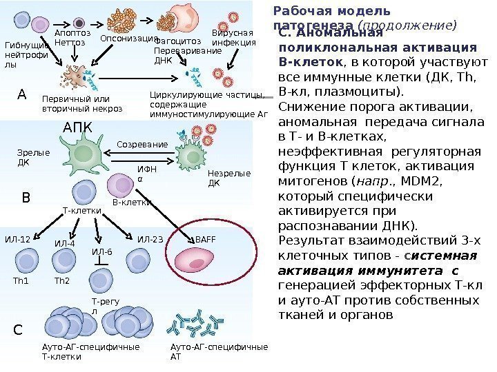 С. Аномальная поликлональная активация В-клеток , в которой участвуют все иммунные клетки ( ДК,