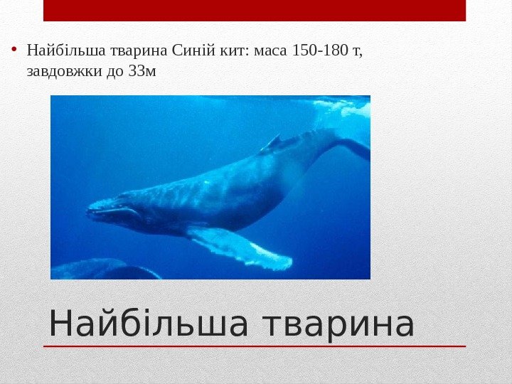 Найбільша тварина • Найбільша тварина Синій кит: маса 150 -180 т,  завдовжки до