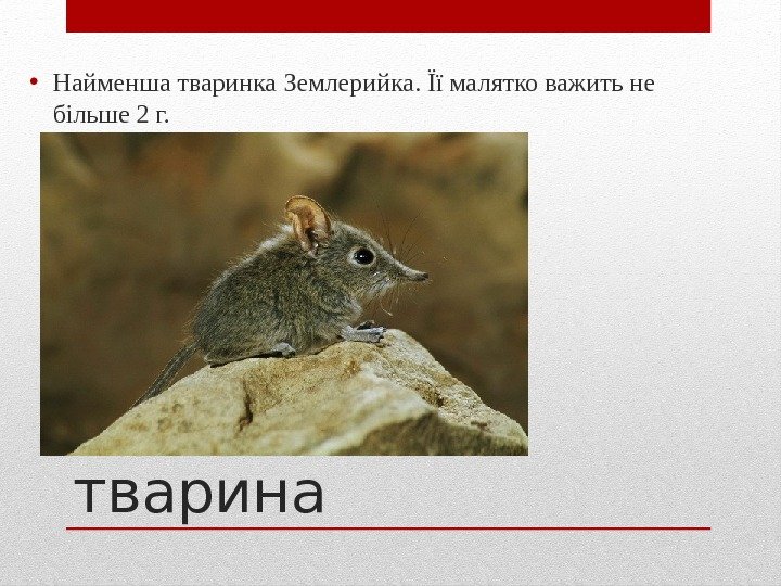 Найменша тварина • Найменша тваринка Землерийка. Її малятко важить не більше 2 г. 