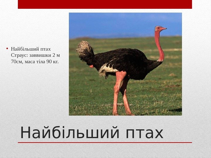 Найбільший птах • Найбільший птах Страус: заввишки 2 м 70 см, маса тіла 90