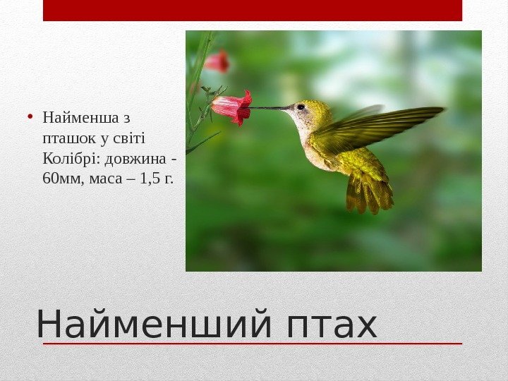 Найменший птах • Найменша з пташок у світі Колібрі: довжина - 60 мм, маса