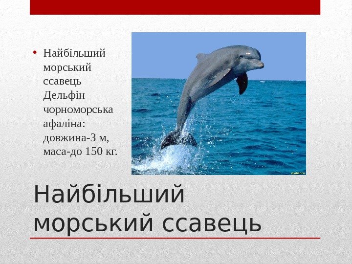 Найбільший морський ссавець • Найбільший морський ссавець Дельфін чорноморська афаліна:  довжина-3 м, 