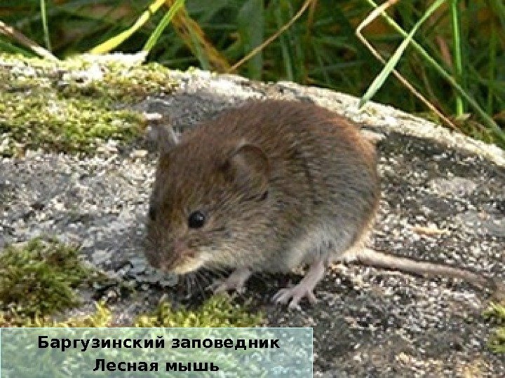 Баргузинский заповедник Лесная мышь 