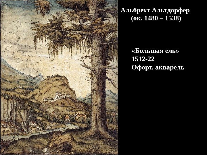  «Большая ель» 1512 -22 Офорт, акварель. Альбрехт Альтдорфер  (ок. 1480 – 1538)
