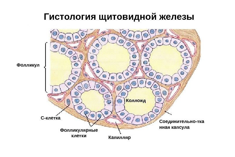 Гистология щитовидной железы Соединительно-тка нная капсула Капилляр. Фолликулярные клетки. С-клетка. Фолликул Коллоид 