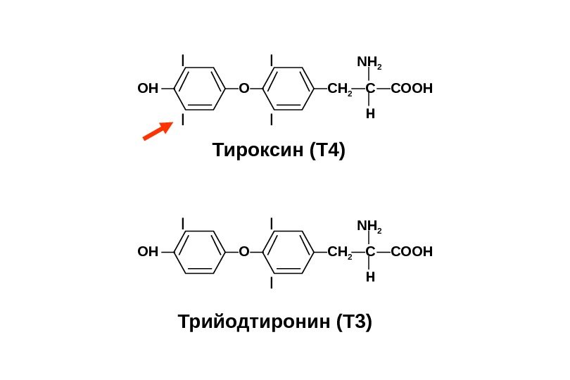 Трийодтиронин (Т 3) Тироксин (Т 4) O CCH 2 COOHOH NH 2 HI II