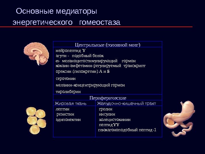   Центральные (головной мозг)  нейропептид Y  агути - подобный белок 