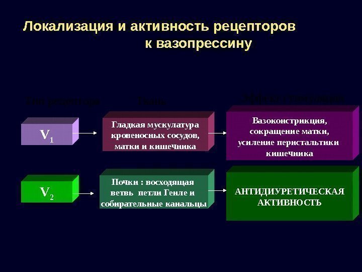 Локализация и активность рецепторов     к вазопрессину Тип рецептора Ткань Эффект