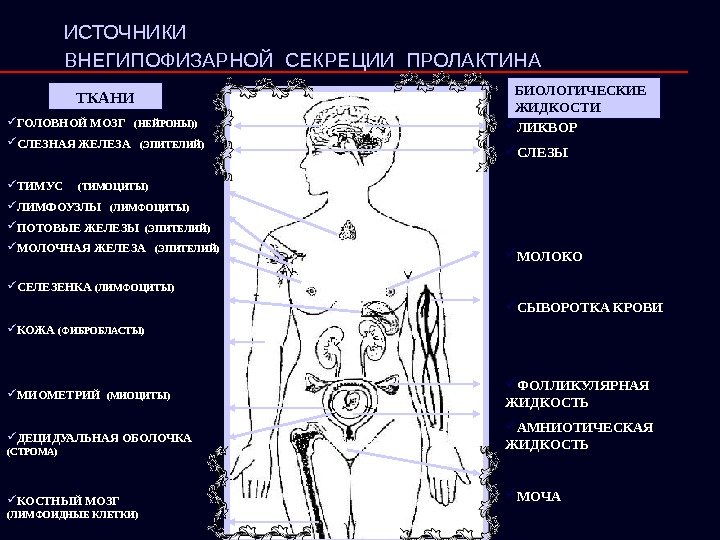 ИСТОЧНИКИ  ВНЕГИПОФИЗАРНОЙ СЕКРЕЦИИ ПРОЛАКТИНА  ТКАНИ ЛИКВОР СЛЕЗЫ МОЛОКО СЫВОРОТКА КРОВИ ФОЛЛИКУЛЯРНАЯ ЖИДКОСТЬ