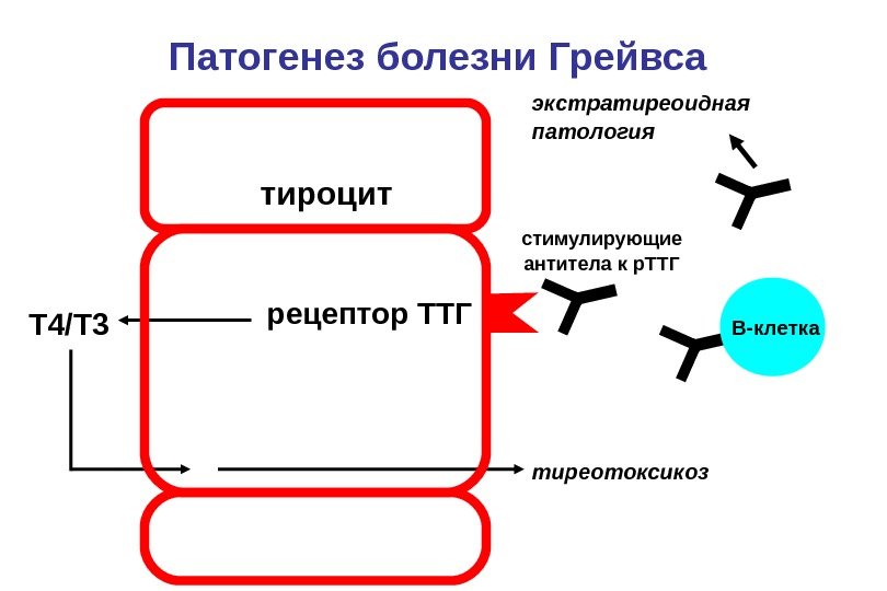 тироцит рецептор ТТГ Т 4 / Т 3 Патогенез болезни Грейвса стимулирующие антитела к