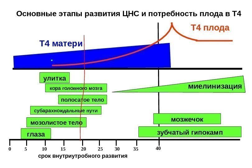 Основные этапы развития ЦНС и потребность плода в Т 4 0 40 2010 155