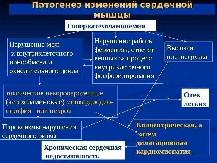   Патогенез изменений сердечной мышцы Н арушение работы ферментов, ответст - венных за