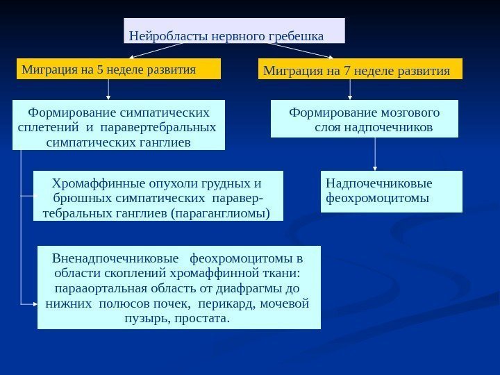   Миграция на 5 неделе развития Нейробласты  нервного гребешка  Миграция на