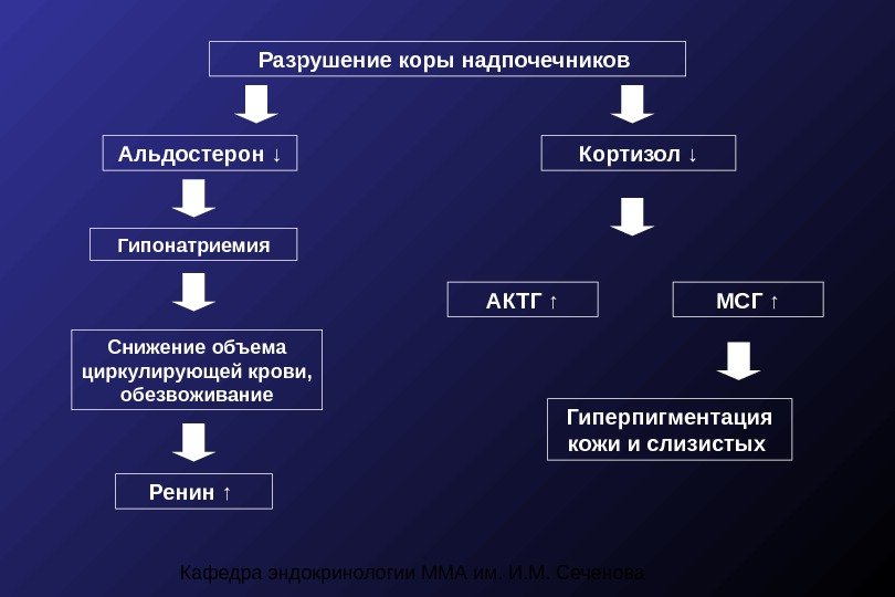 Кафедра эндокринологии ММА им. И. М. Сеченова. Альдостерон ↓ Снижение объема циркулирующей крови, 