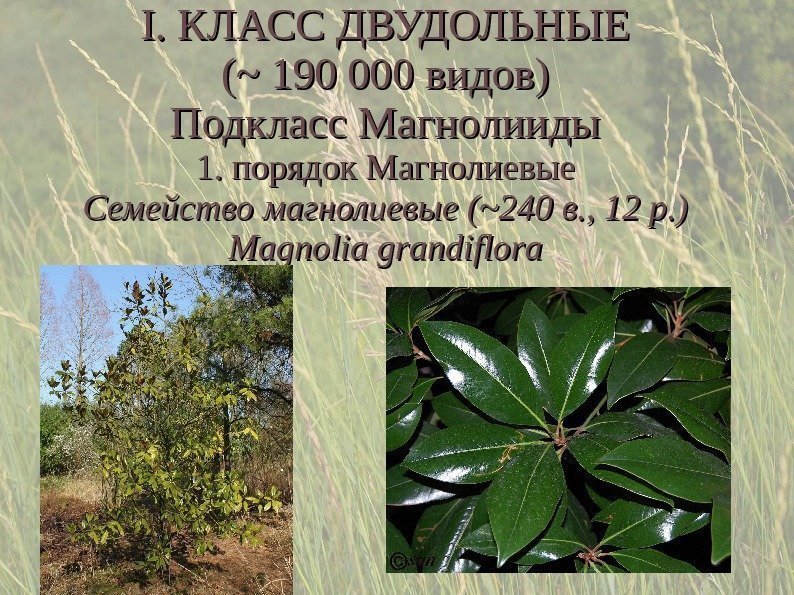 I. КЛАСС ДВУДОЛЬНЫЕ (~ 190 000 видов) Подкласс Магнолииды 1. порядок Магнолиевые Семейство магнолиевые