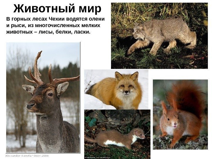 Животный мир В горных лесах Чехии водятся олени и рыси, из многочисленных мелких животных