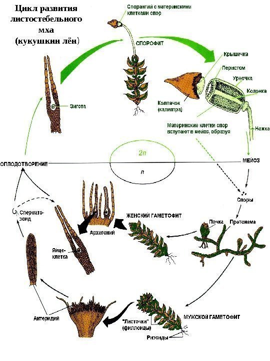 Цикл развития листостебельного мха  (кукушкин лён ) 