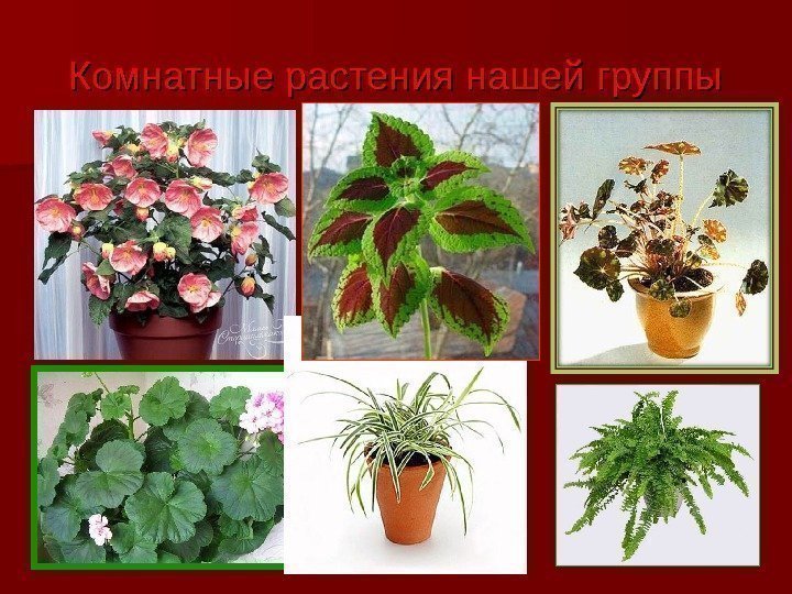  Комнатные растения нашей группы 