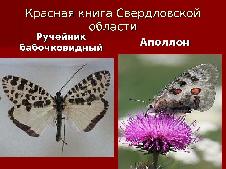 Красная книга Свердловской области Ручейник бабочковидный Аполлон 