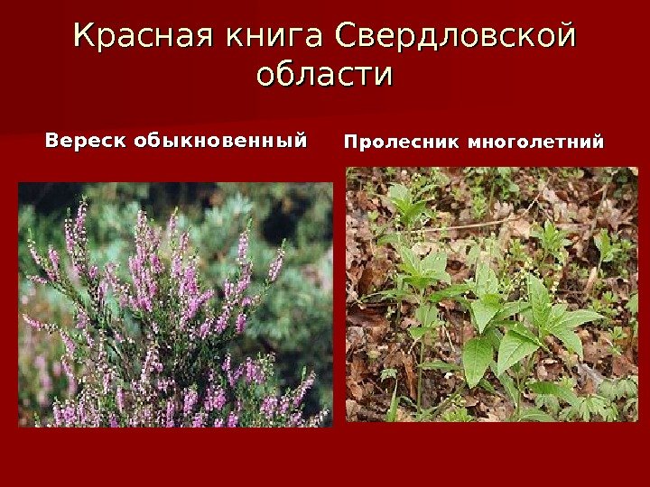 Красная книга Свердловской области Вереск обыкновенный Пролесник многолетний 