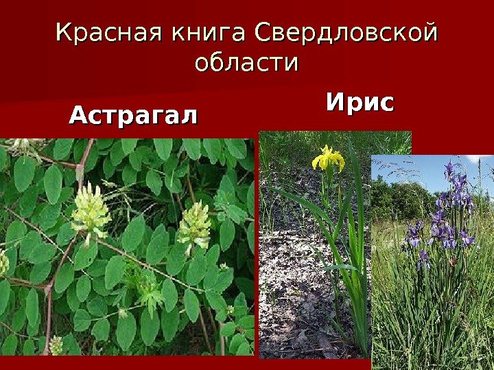 Красная книга Свердловской области Астрагал Ирис 