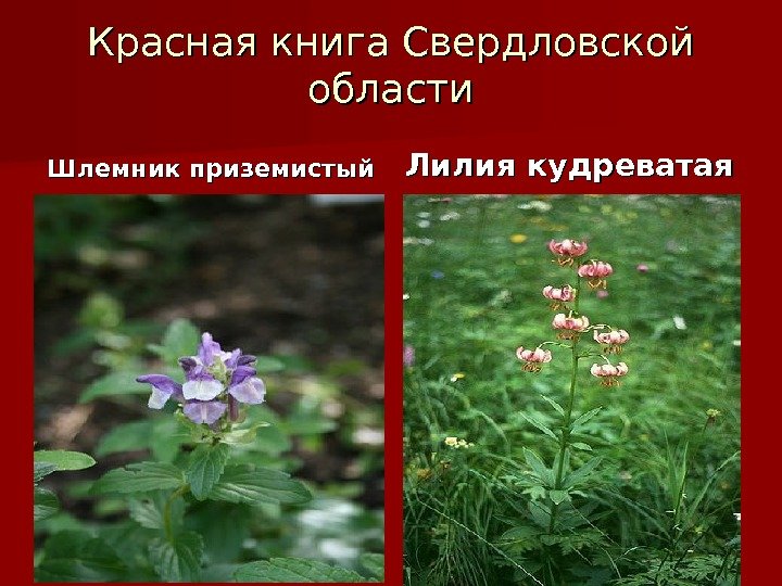 Красная книга Свердловской области Шлемник приземистый Лилия кудреватая 