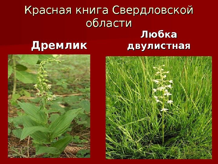 Красная книга Свердловской области Дремлик Любка двулистная 