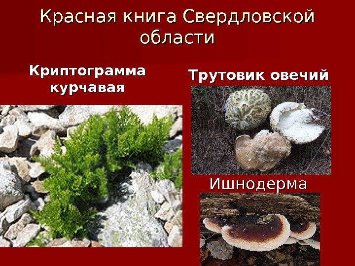 Красная книга Свердловской области Криптограмма курчавая Трутовик овечий  Ишнодерма 