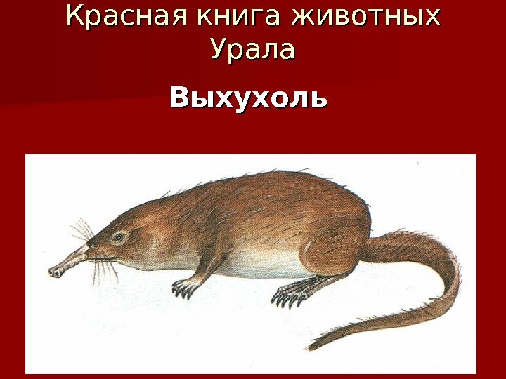 Красная книга животных Урала Выхухоль 