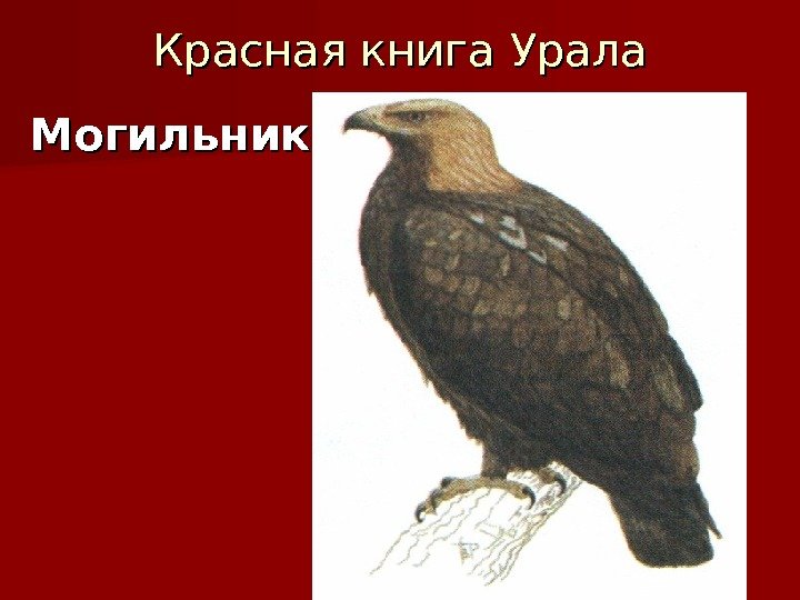 Красная книга Урала Могильник 