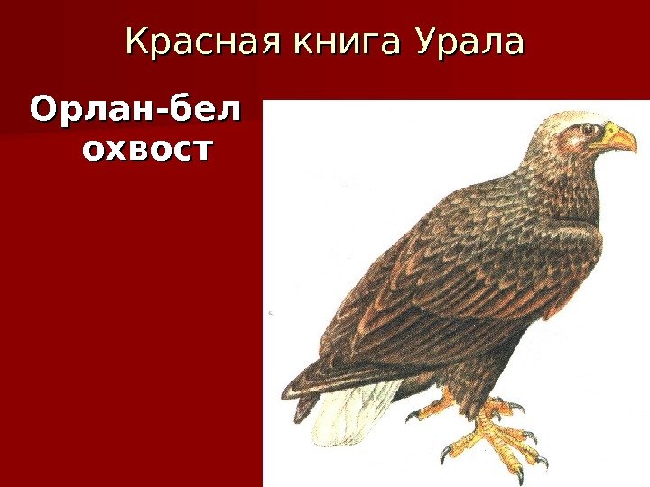 Красная книга Урала Орлан-бел охвост 