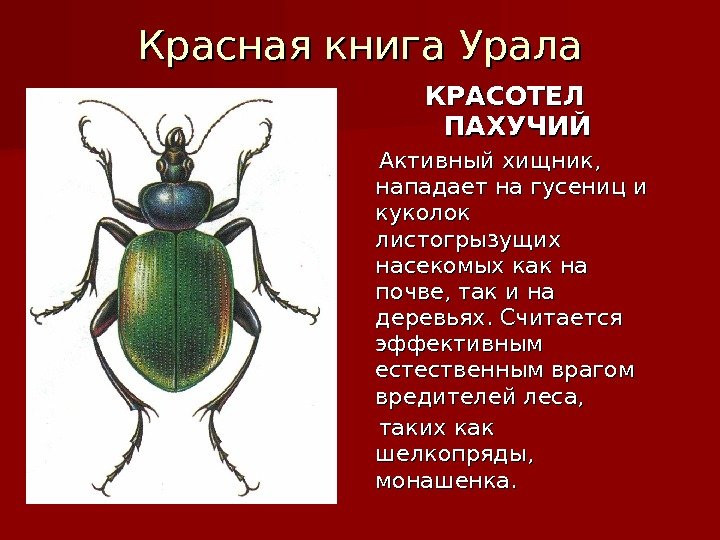 Красная книга Урала КРАСОТЕЛ ПАХУЧИЙ   Активный хищник,  нападает на гусениц и