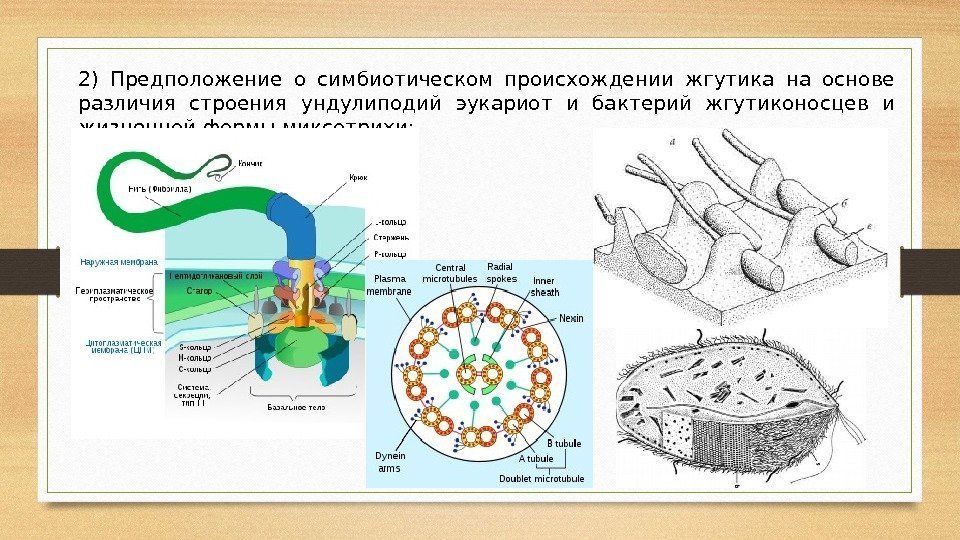 2) Предположение о симбиотическом происхождении жгутика на основе различия строения ундулиподий эукариот и бактерий