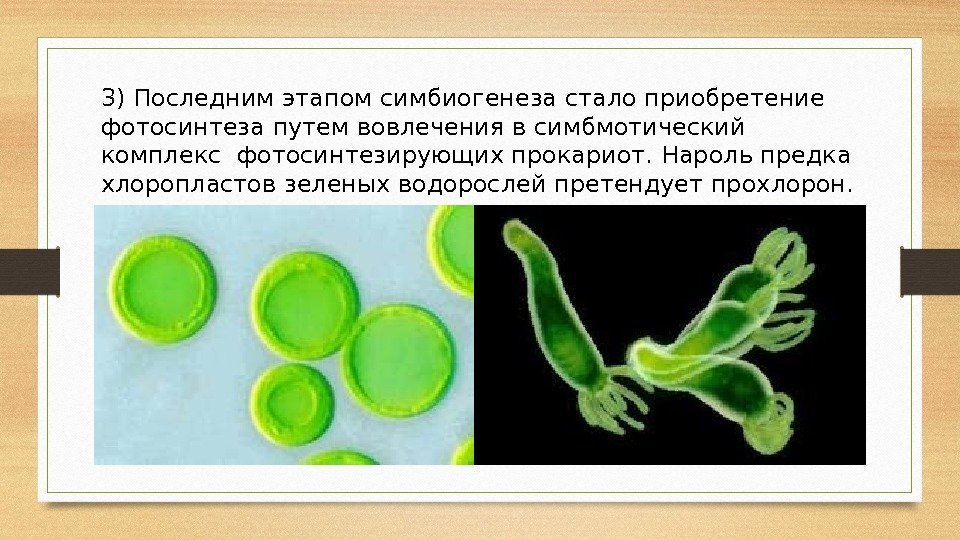 3) Последним этапом симбиогенеза стало приобретение фотосинтеза путем вовлечения в симбмотический комплекс фотосинтезирующих прокариот.
