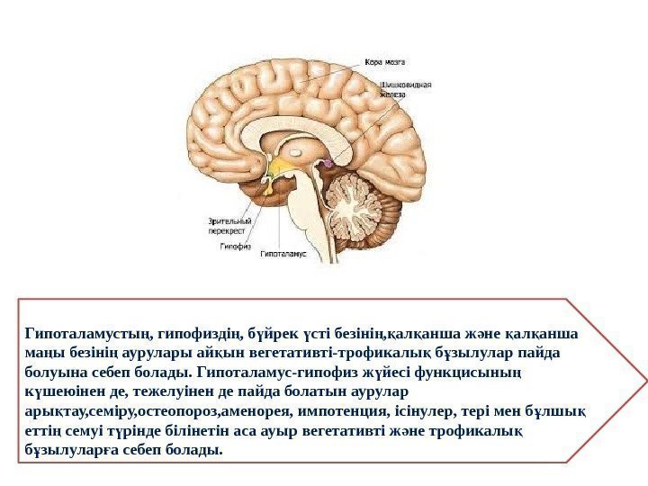 Гипоталамусты , гипофизді , б йрек сті безіні , ал анша ж не ал