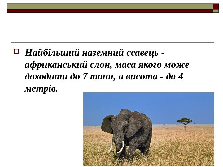  Найбільший наземний ссавець - африканський слон, маса якого може доходити до 7 тонн,