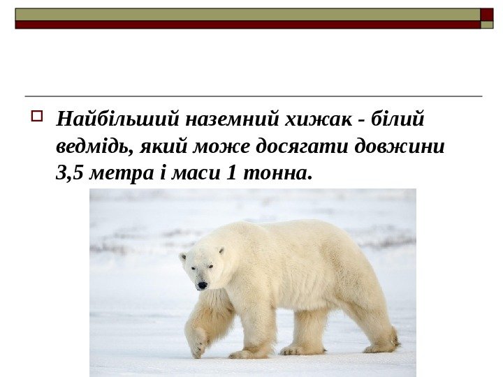  Найбільший наземний хижак - білий ведмідь, який може досягати довжини 3, 5 метра