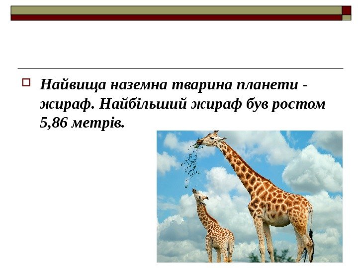  Найвища наземна тварина планети - жираф. Найбільший жираф був ростом 5, 86 метрів.