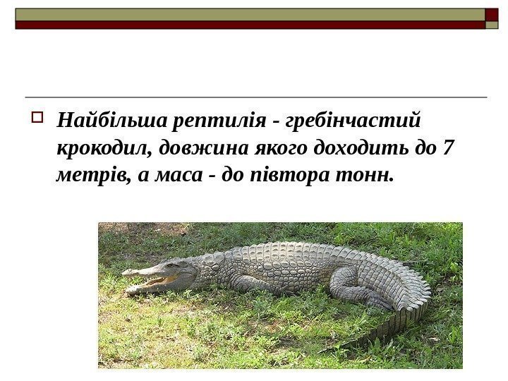  Найбільша рептилія - гребінчастий крокодил, довжина якого доходить до 7 метрів, а маса