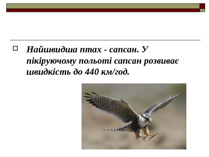  Найшвидша птах - сапсан. У пікіруючому польоті сапсан розвиває швидкість до 440 км/год.