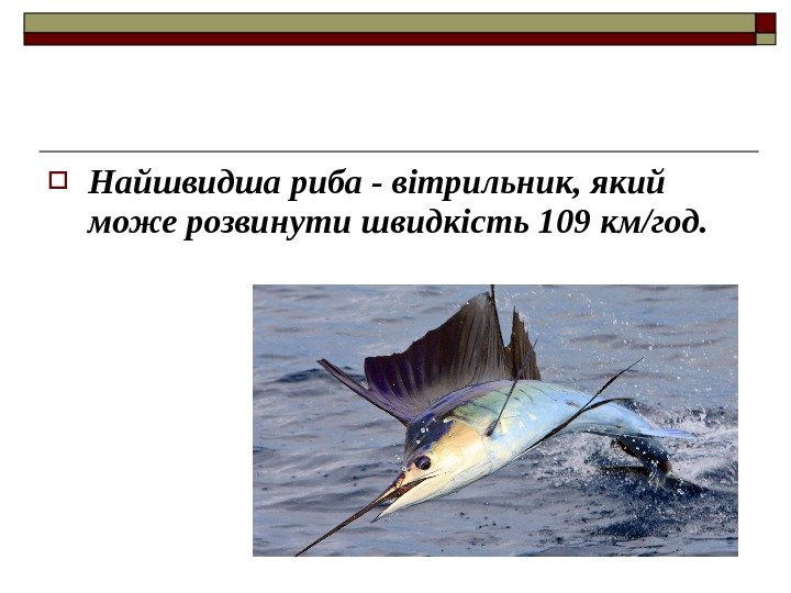  Найшвидша риба - вітрильник, який може розвинути швидкість 109 км/год. 