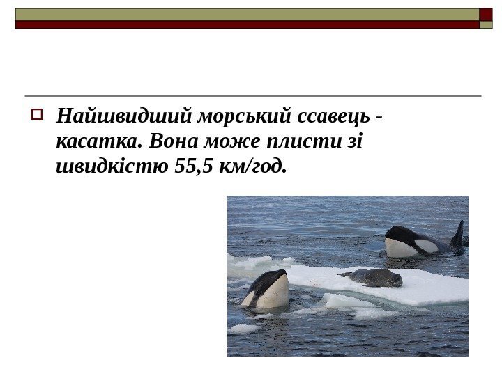  Найшвидший морський ссавець - касатка. Вона може плисти зі швидкістю 55, 5 км/год.