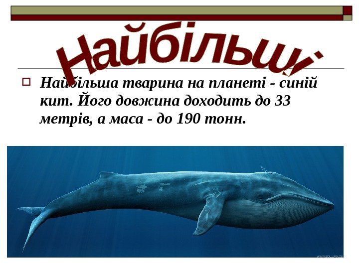  Найбільша тварина на планеті - синій кит. Його довжина доходить до 33 метрів,