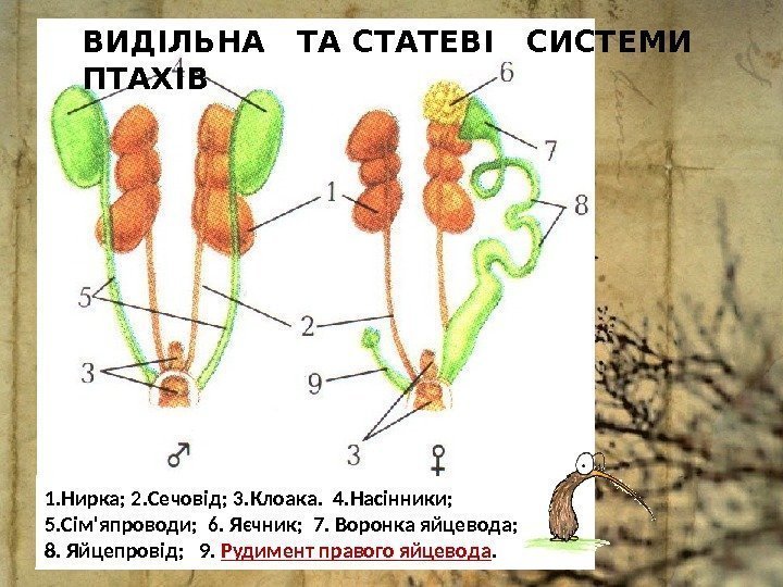 ВИДІЛЬНА  ТА СТАТЕВІ  СИСТЕМИ ПТАХІВ 1. Нирка; 2. Сечовід; 3. Клоака. 