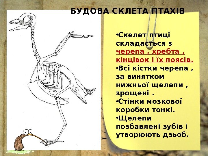  • Скелет птиці складається з черепа , хребта ,  кінцівок і їх