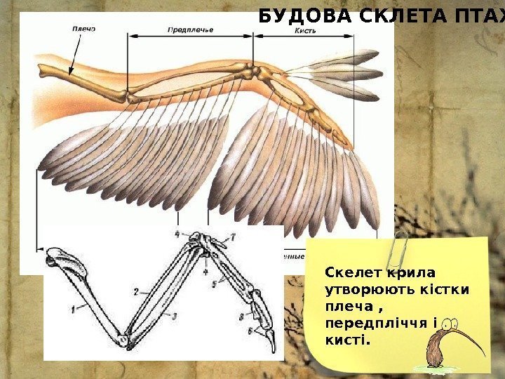 Скелет крила утворюють кістки плеча ,  передпліччя і кисті. БУДОВА СКЛЕТА ПТАХІВ 