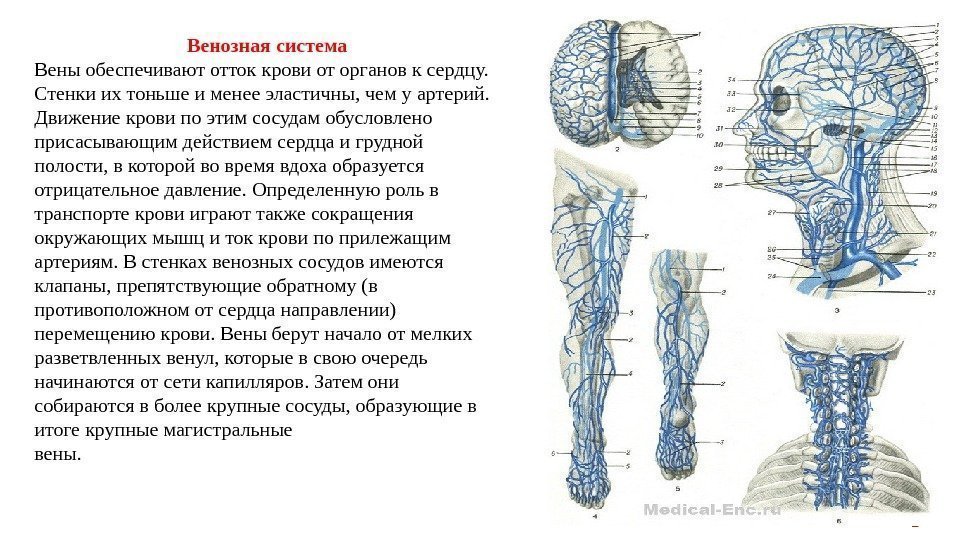 Артерии И Вены Большого Круга Кровообращения Презентация