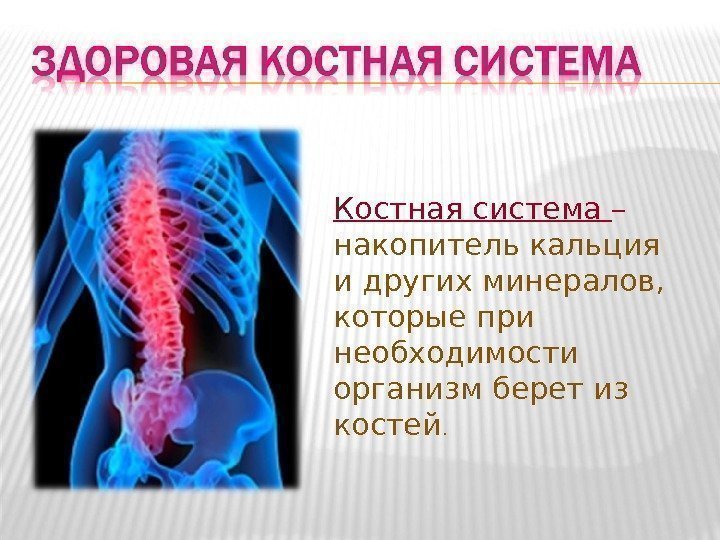 Костная система – накопитель кальция и других минералов,  которые при необходимости организм берет