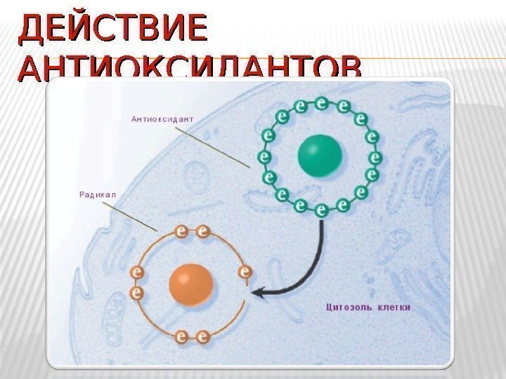 ДЕЙСТВИЕ АНТИОКСИДАНТОВ 